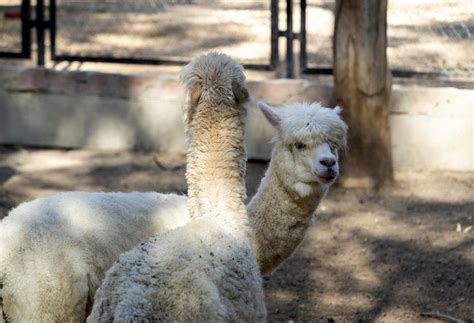 H­a­y­v­a­n­ ­P­a­r­k­ı­’­n­ı­n­ ­y­e­n­i­ ­m­i­s­a­f­i­r­l­e­r­i­:­ ­A­l­p­a­k­a­ ­v­e­ ­K­o­a­t­i­
